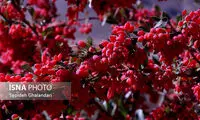 این گیاه مبارز طبیعی عفونت‌ و التهاب‌ است