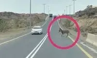 استحکام دور از انتظار کاپوت پژو ۴۰۵ پس از برخورد با یک الاغ!