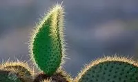 علاقه وافر شتر به خوردن گیاه کاکتوس