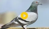 نجات کبوتر گرفتار توسط مامور اداره برق