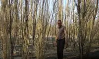 راننده‌ای که ۸۵ هکتار شوره‌زار را سبز کرد!