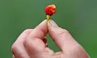 این خوراکی مزه مرگ می‌دهد