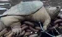 لاک‌پشت گازگیر عظیم‌الجثه در رودخانه شیکاگو