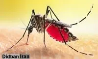 پشه‌ها از کجا می فهمند چه کسی را نیش بزنند؟