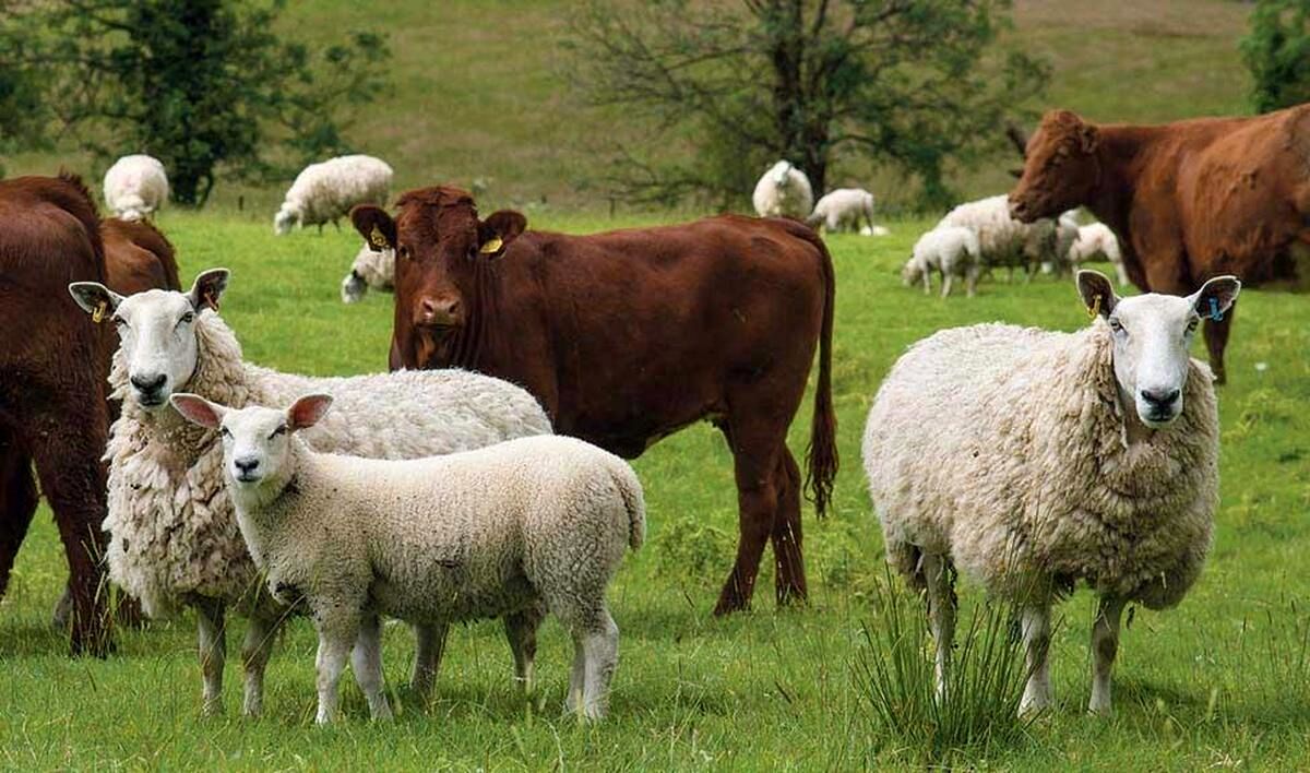 بیمه گاو و گوسفند چقدر است؟