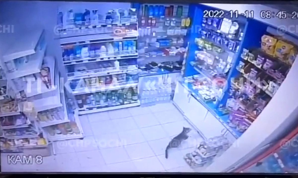  سرقت گربه از فروشگاه؛ واکنش خانم فروشنده