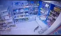  سرقت گربه از فروشگاه؛ واکنش خانم فروشنده