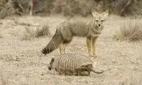 حیوان خانگی اجداد ما نه سگ بوده‌ است و نه گربه!