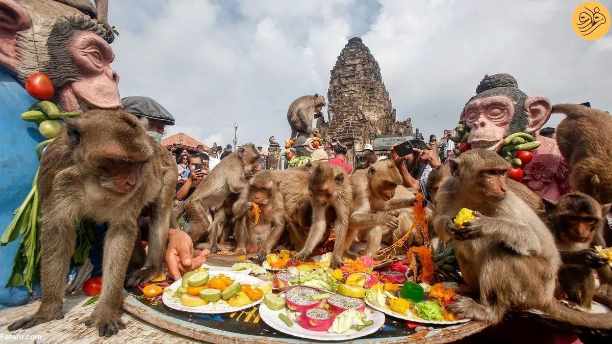 چهار هزار میمون‌ گرسنه در جشنواره «بوفه میمون»