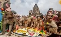 چهار هزار میمون‌ گرسنه در جشنواره «بوفه میمون»