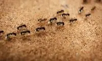 ساخت ربات با الهام از سیستم ناوبری مورچه‌ها