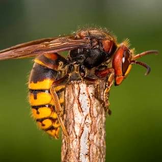 حرکت جنون‌آمیز یک جوان؛ خوردن زنبور گاوی زنده!
