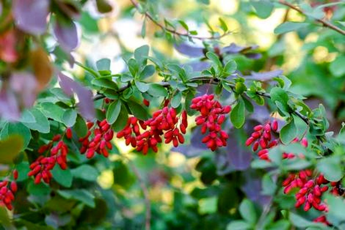   زرشک چه خواصی دارد و چه کسانی نباید آن را مصرف کنند؟ 