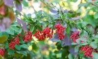 زرشک چه خواصی دارد و چه کسانی نباید آن را مصرف کنند؟