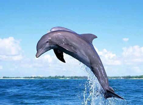 لحظه نادر و بامزه‌ای که یک دلفین در کیش رقم زد