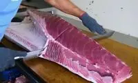 ببینید ماهی تن را چطوری قطعه قطعه می‌کنند