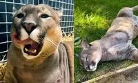 قطع پای یک پوما به دلیل آرتروز