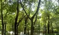 عکسی از پارک قیطریه که دست به دست می‌شود