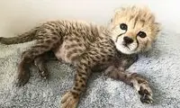 «پیروز» در چه صورت زنده می‌ماند؟