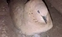 تصویری تلخ از یخ‌‌زدن یاکریم در سرمای مشهد