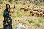 ویدئو جذاب از پخت یتیمچه به سبک بانوی عشایری