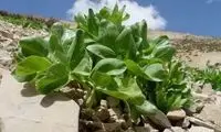 خواص شگفت‌انگیز «کرفس کوهی» برای سلامت بدن