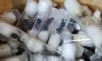 مورچه‌دزدها بازداشت و محاکمه شدند