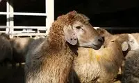 توصیه‌های بهداشتی ذبح دام در عید قربان
