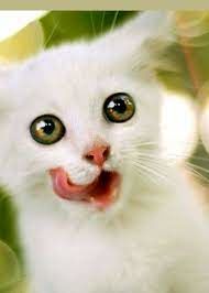 سیلی خوردن خنده‌دار مهمان برنامه تلویزیونی از گربه!
