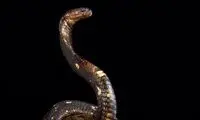 این شاه‌کبرا، کبرا می‌خورد!