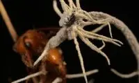 انگلی که قربانی را تبدیل به مرده متحرک می‌کند!