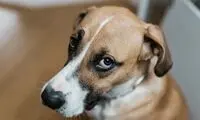 سگ‌ها بوی ترس را حس می‌کنند؟