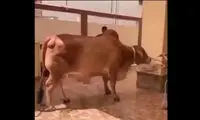 ببینید: لگد سهمگین یک گاو به سینه مرد
