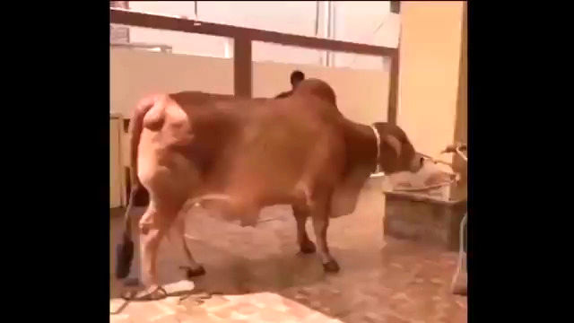 ببینید: لگد سهمگین یک گاو به سینه مرد