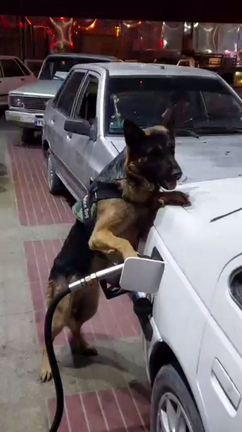 این سگ در شیراز برای صاحبش بنزین می‌زند!