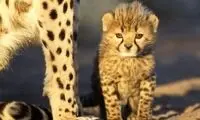 فیلم جالب از آموزش شکارِ یوزپلنگ به توله‌هایش
