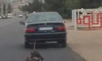 حیوان‌ آزاری دردناک این بار در تهران +عکس