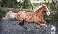 عکس: هنرنمایی زیبا بر روی بدن اسب ها