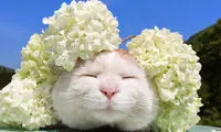لبخند گربه‌ای! +عکس