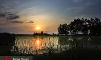 رنج شیرین نشا برنج