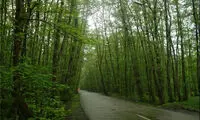 تونل جنگلی رویایی در شمال ایران +عکس