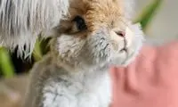خرگوشی که شبیه عروسک زنده است!