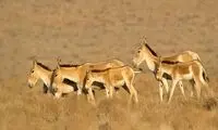 انتقال ۴ رأس گورخر به سایت تنگ حنای مهریز