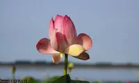گل دهی لاله های تالابی