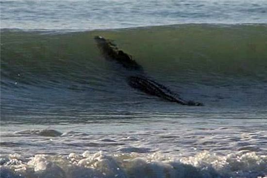 تصاویری عجیب از موج‌سواری کروکودیل!