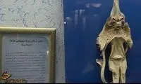 تصاویری از ماهي وحشتناک شيطان دريا