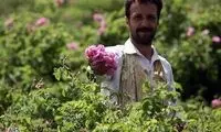 عکس؛ گلابگیری در قمصر کاشان