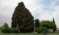 مسن‌ترین موجود زنده ایران +عکس