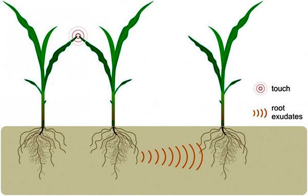گیاهان از طریق ترشحات ریشه ارتباط برقرار می‌کنند
