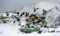 شهری در محاصره عقاب‌ها!